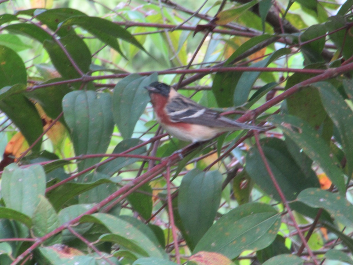 Bay-breasted Warbler - ML618190387
