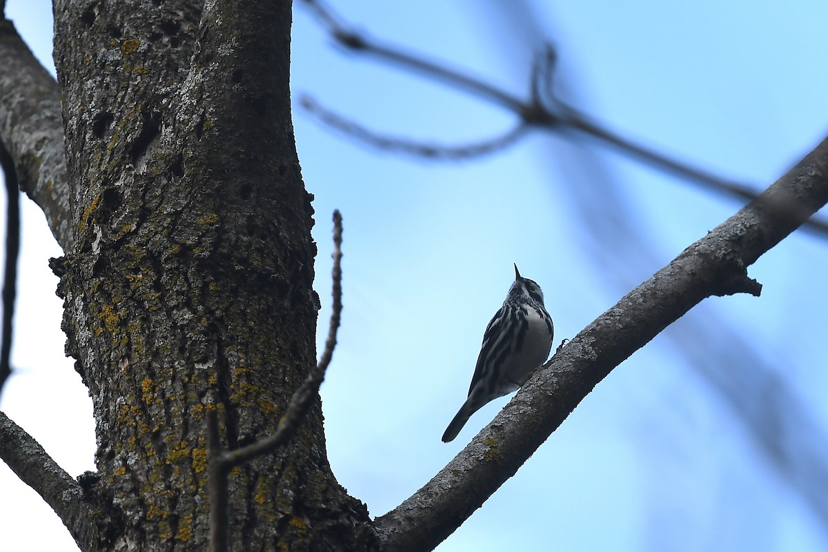 Black-and-white Warbler - ML618190403