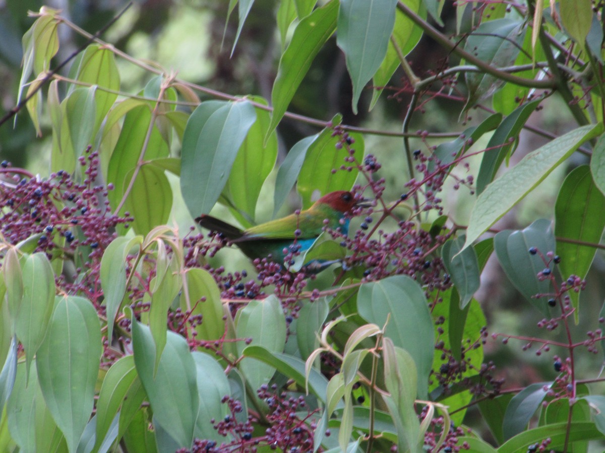Bay-headed Tanager - ML618190411