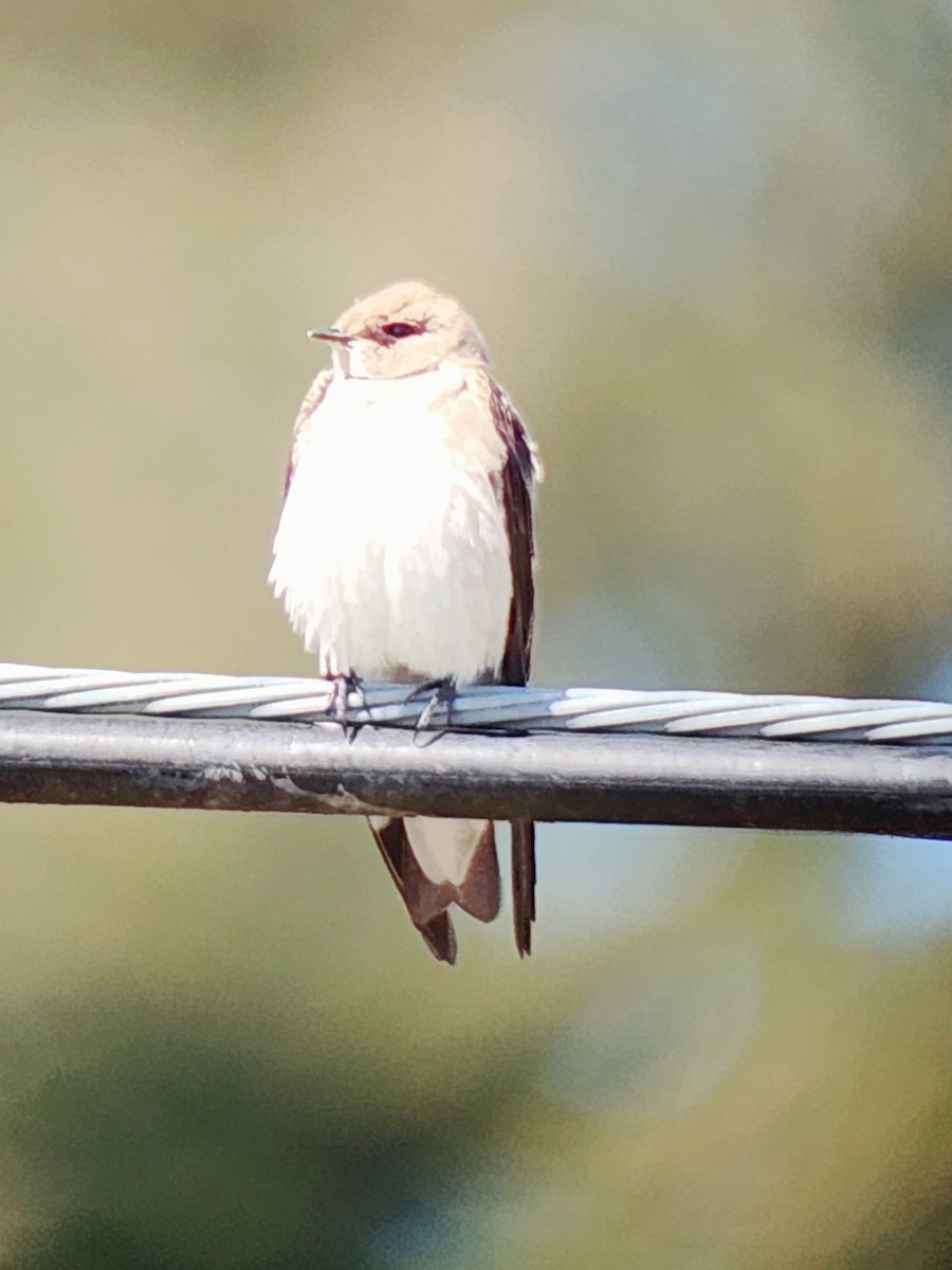Northern Rough-winged Swallow - Robin Brinkman