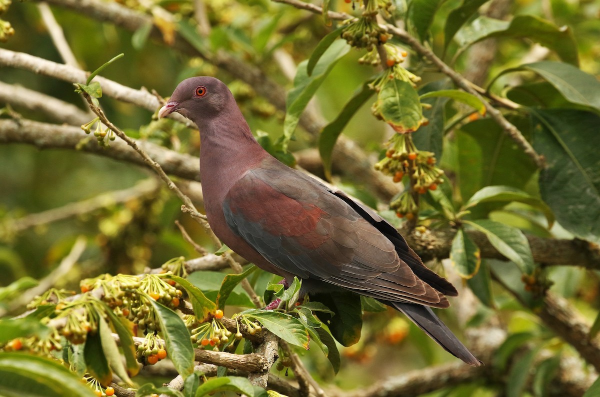 Pigeon à bec rouge - ML618190421