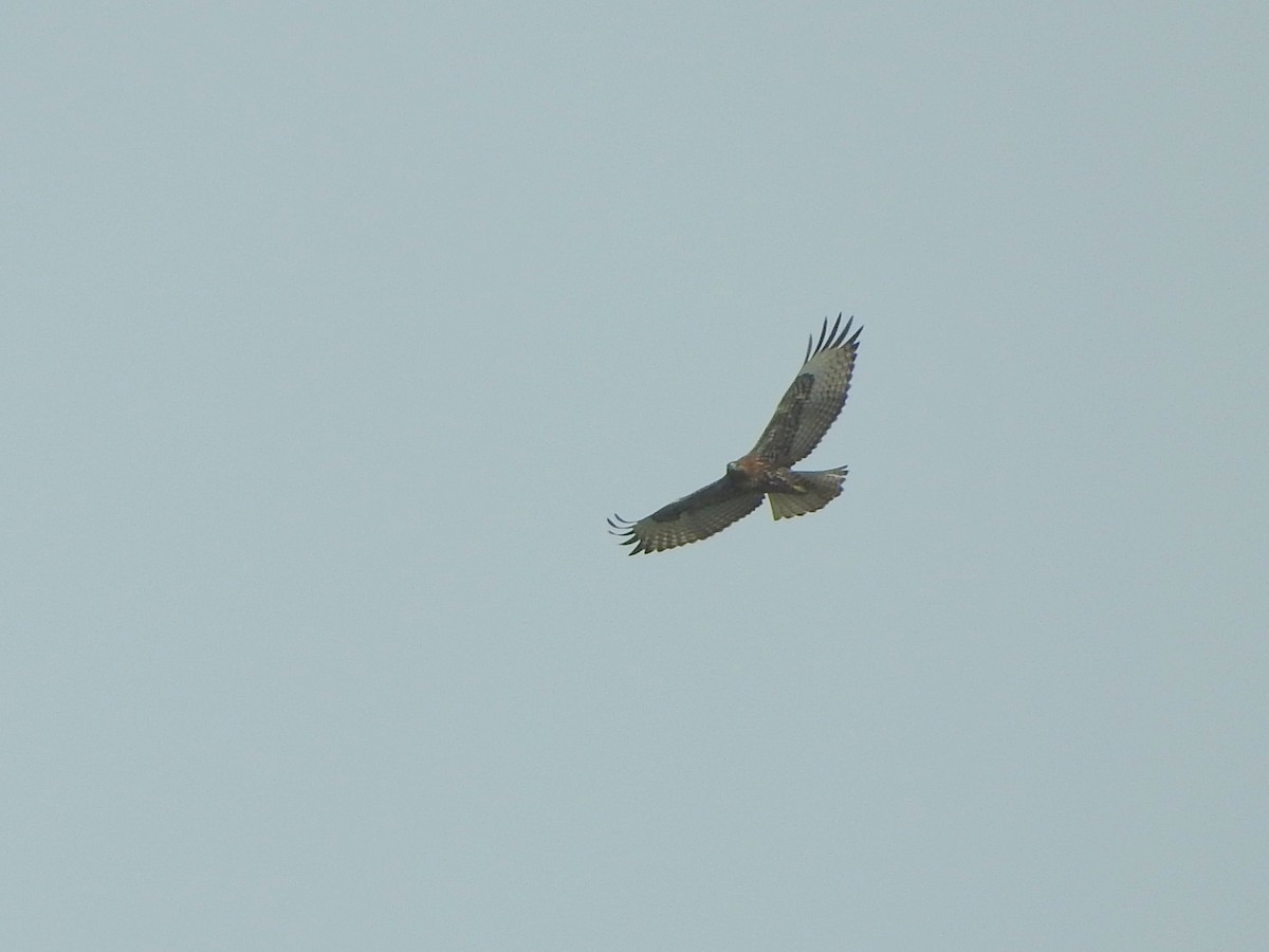 Red-tailed Hawk - ML618190422