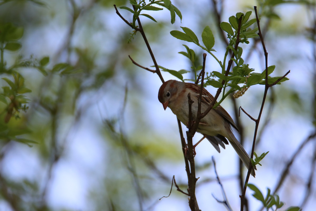 Field Sparrow - John Keegan