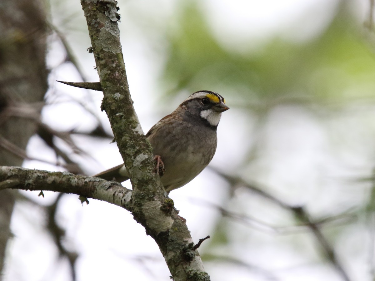 White-throated Sparrow - ML618190471