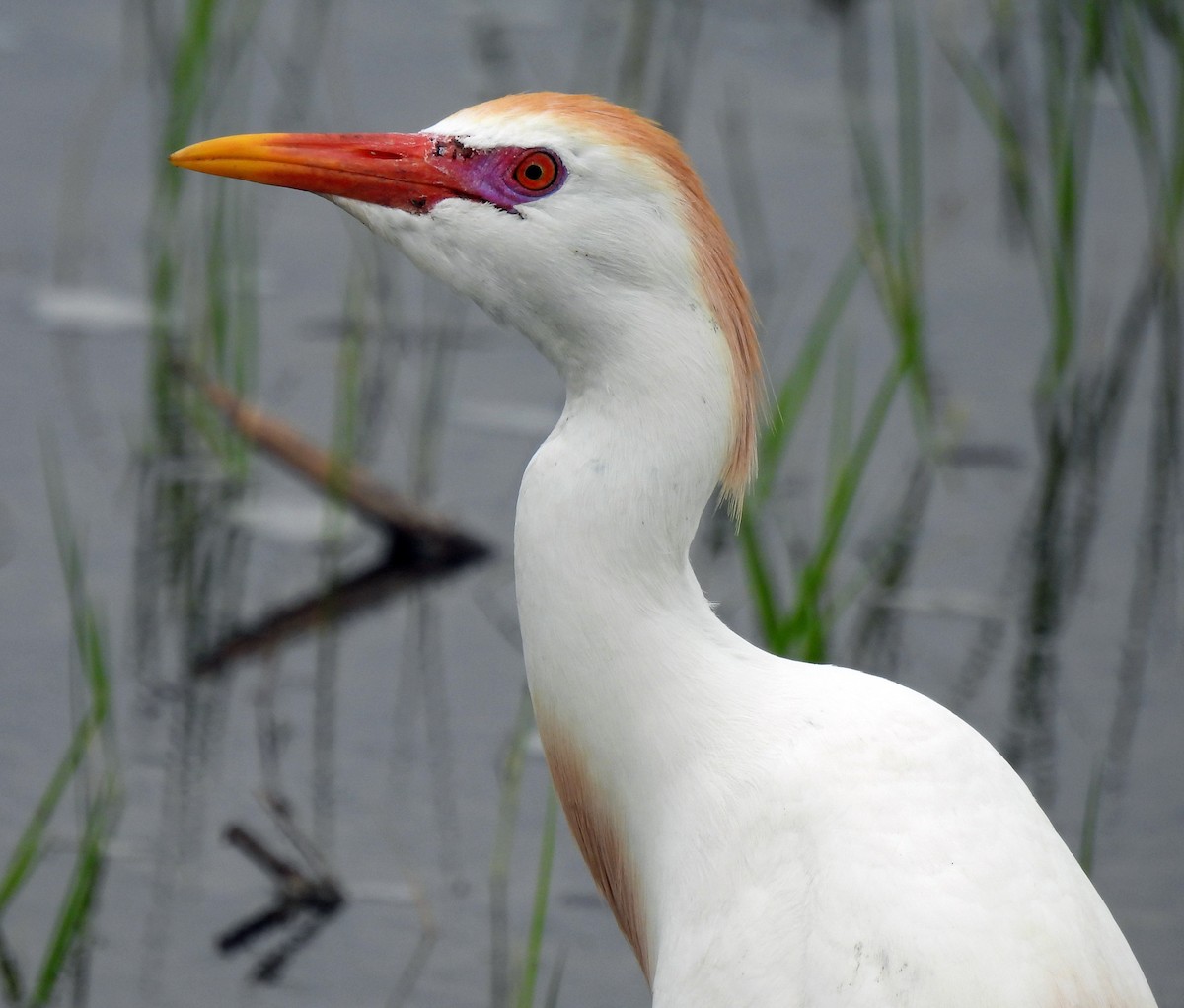 Чапля єгипетська (підвид ibis) - ML618190473