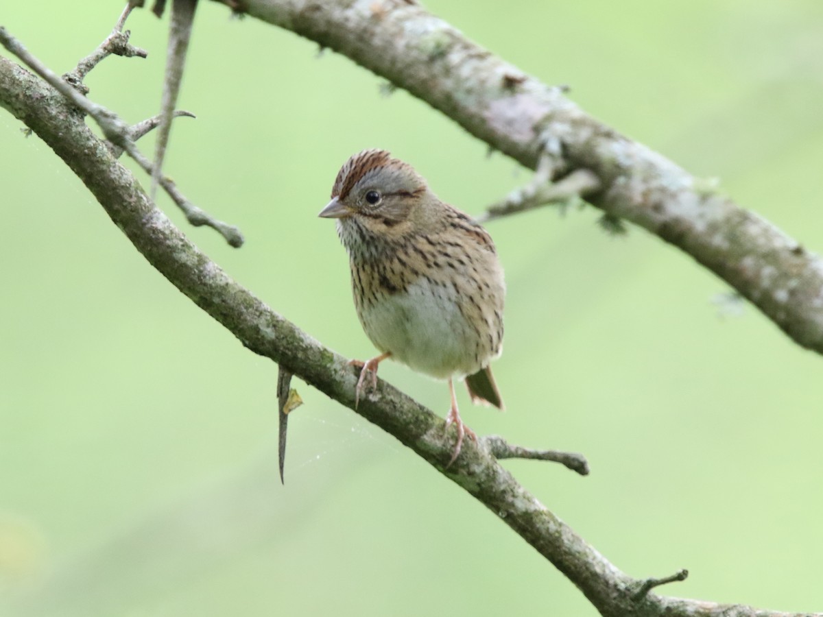 Lincoln's Sparrow - Zach Haring