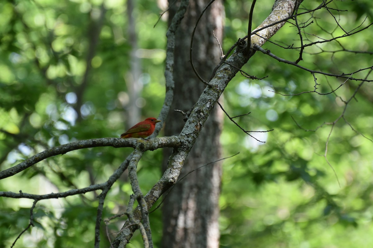 Summer Tanager - Jacob Penner