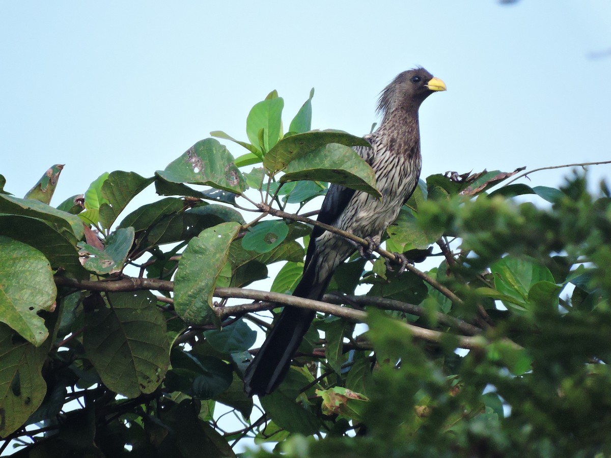 Turaco Gris Occidental - ML618190538