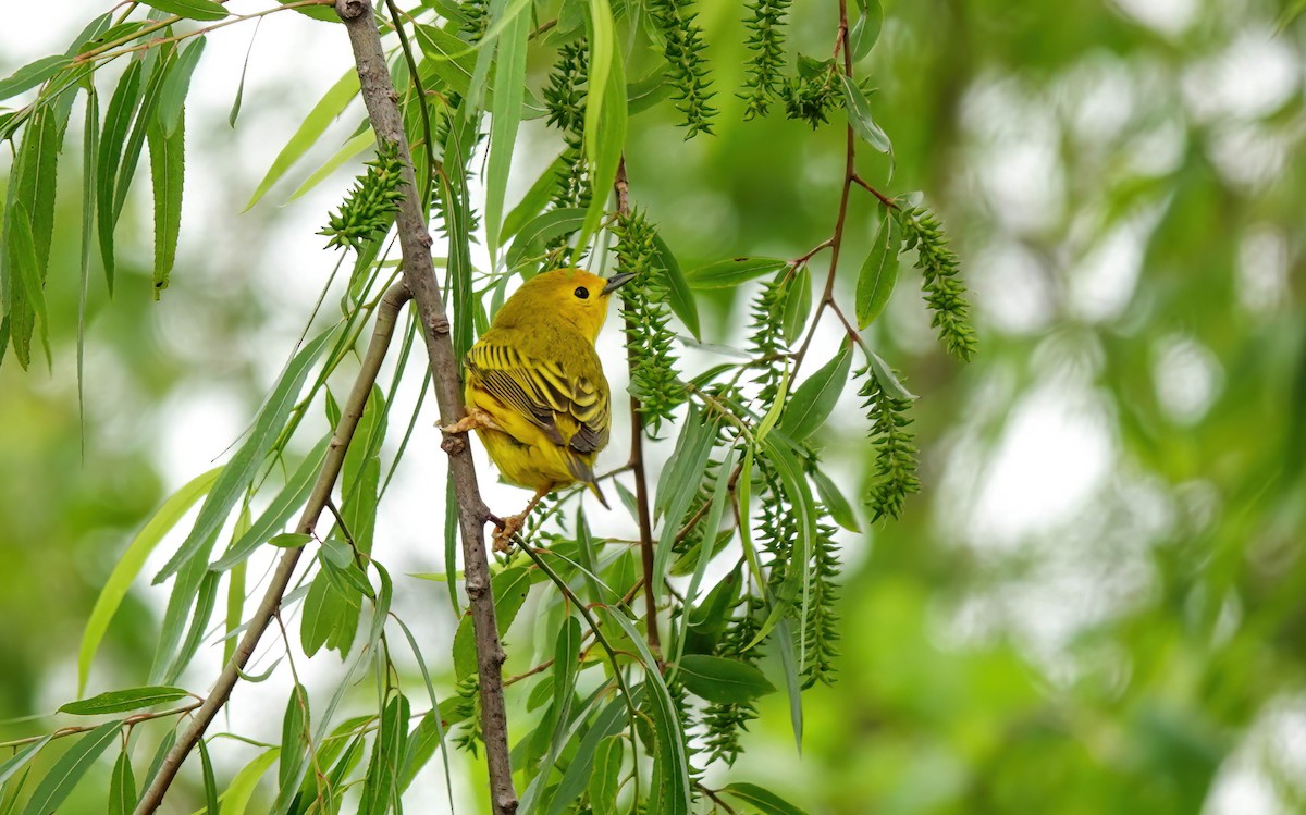 Yellow Warbler - ML618190541