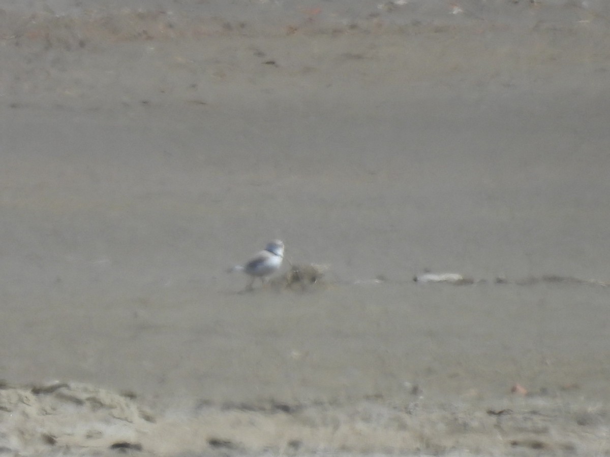 Piping Plover - ML618190551
