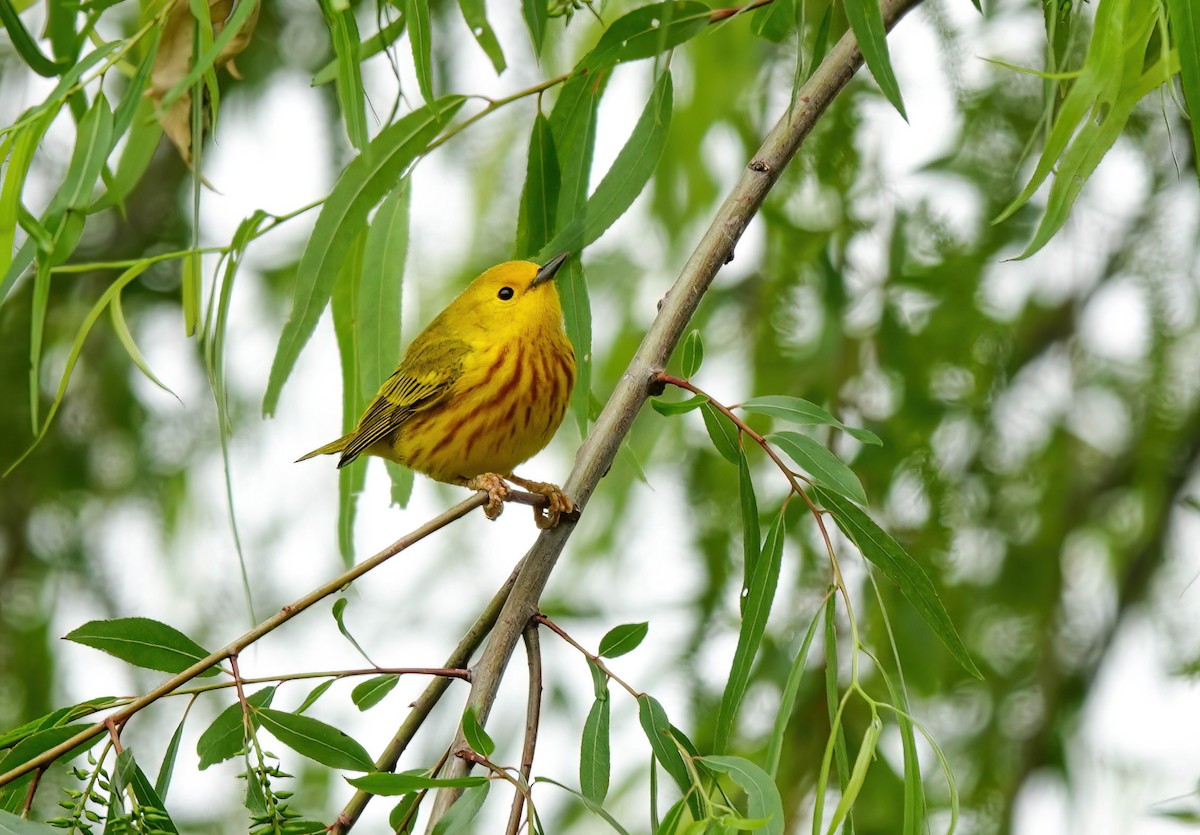 Yellow Warbler - Pam Vercellone-Smith