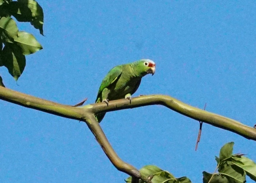 Red-lored Parrot - ML618190578