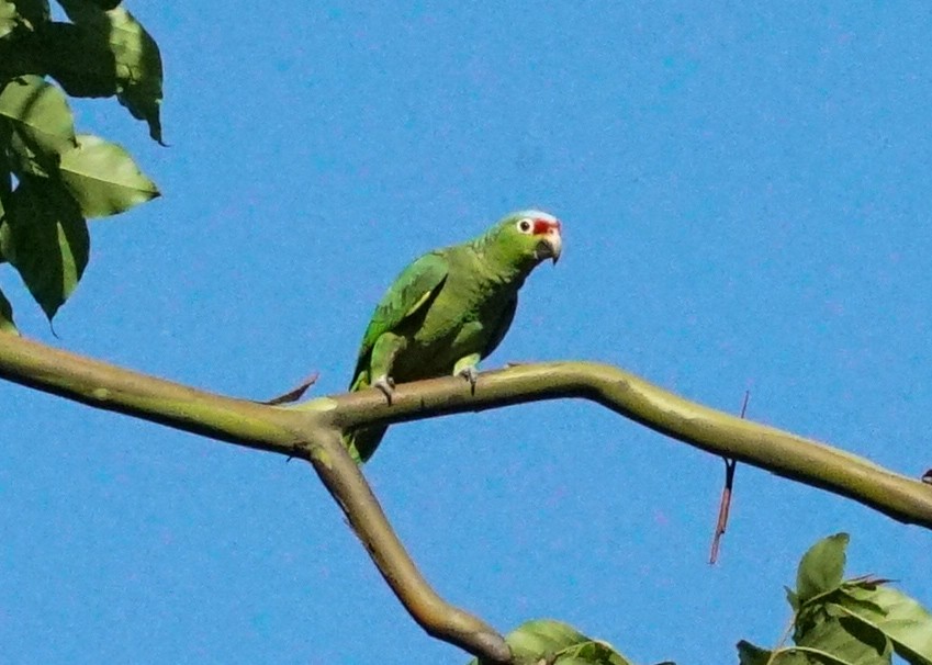 Red-lored Parrot - ML618190579