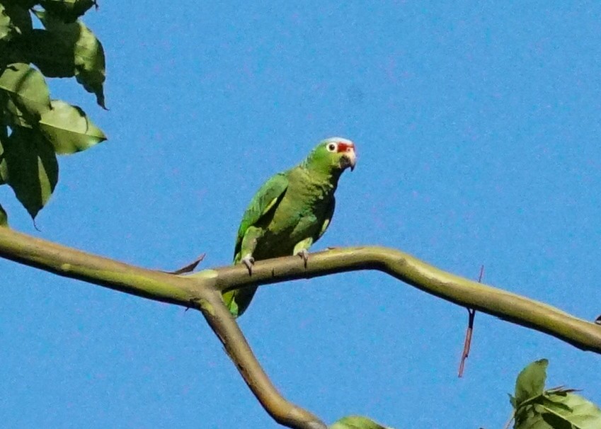 Red-lored Parrot - ML618190580