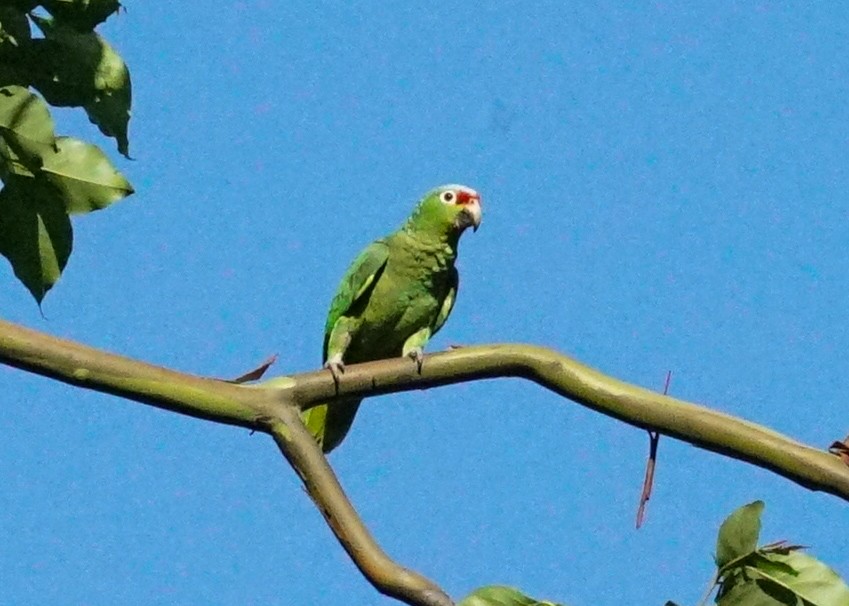 Red-lored Parrot - ML618190581