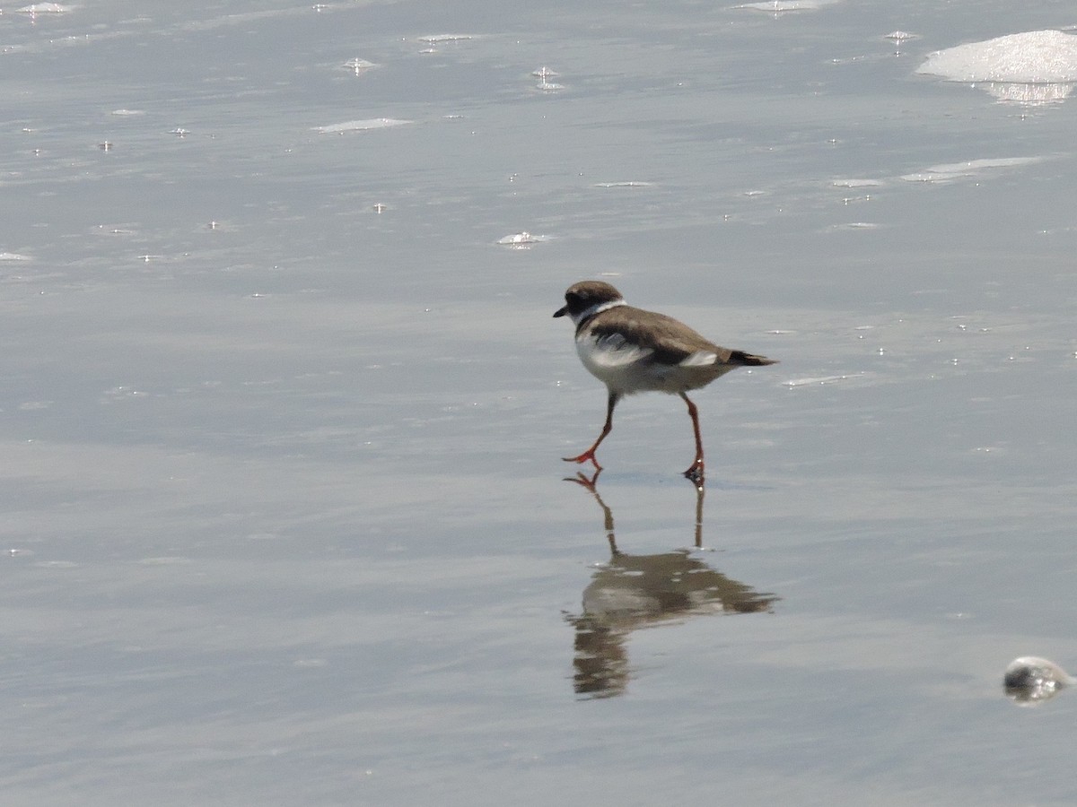 Common Ringed Plover - ML618190651