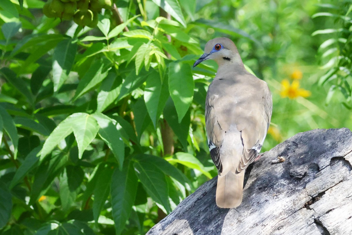 Eurasian Collared-Dove - Parker Marsh