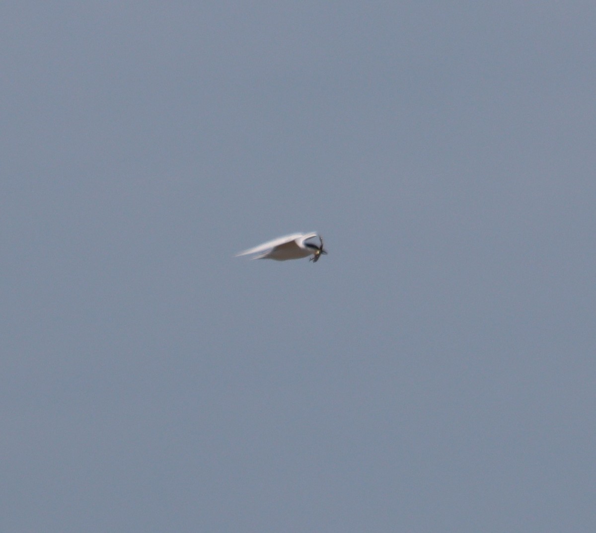Gull-billed Tern - ML618190674
