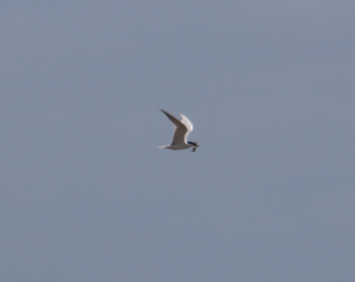 Gull-billed Tern - ML618190683
