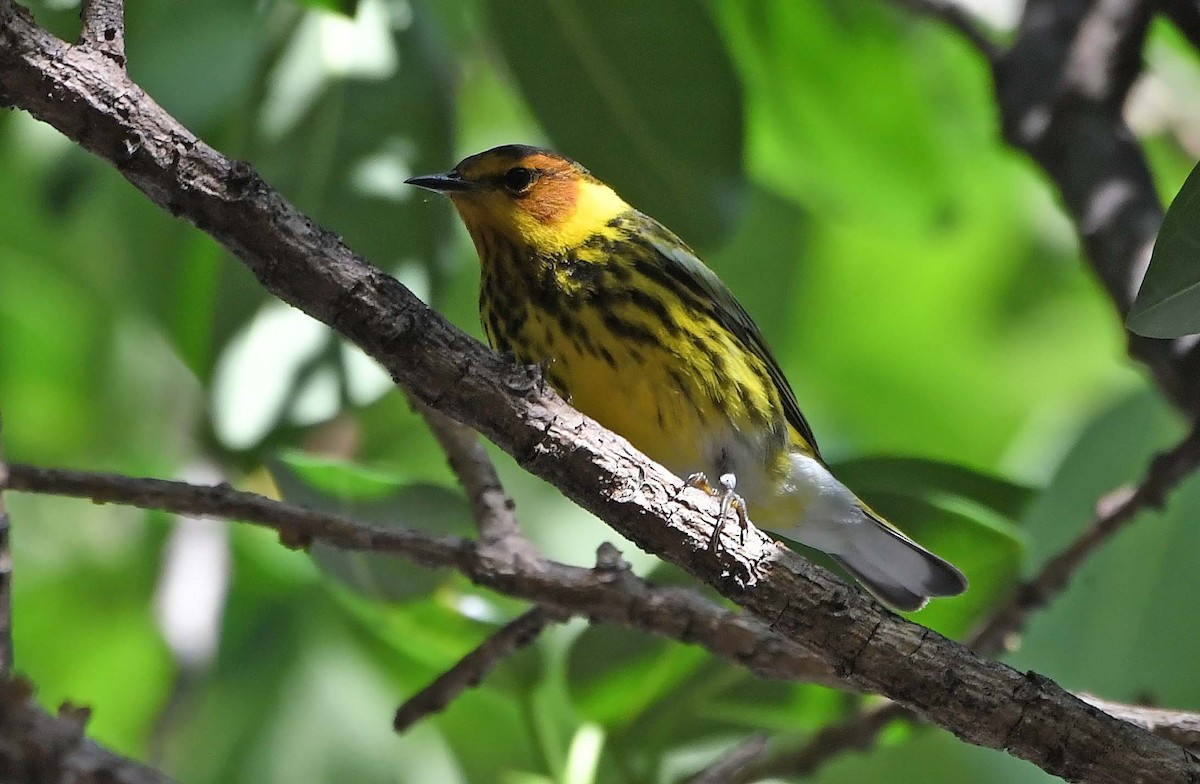 Cape May Warbler - ML618190709