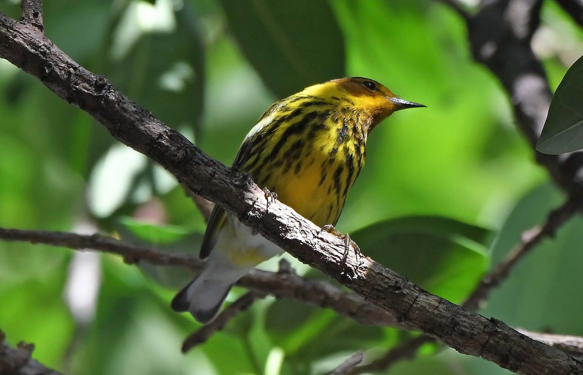 Cape May Warbler - ML618190714