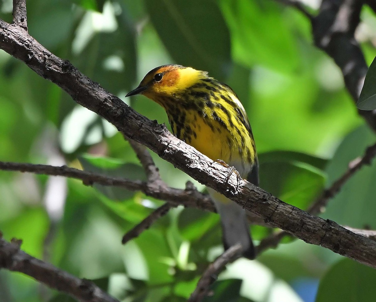 Cape May Warbler - ML618190717