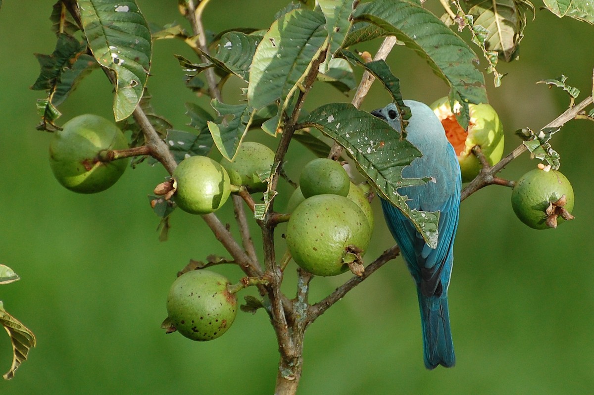 Blue-gray Tanager - ML618190743