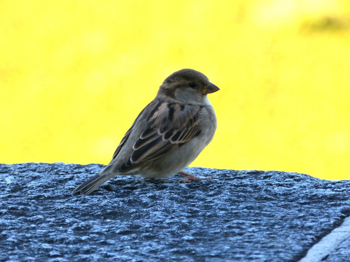 House Sparrow - ML618190784