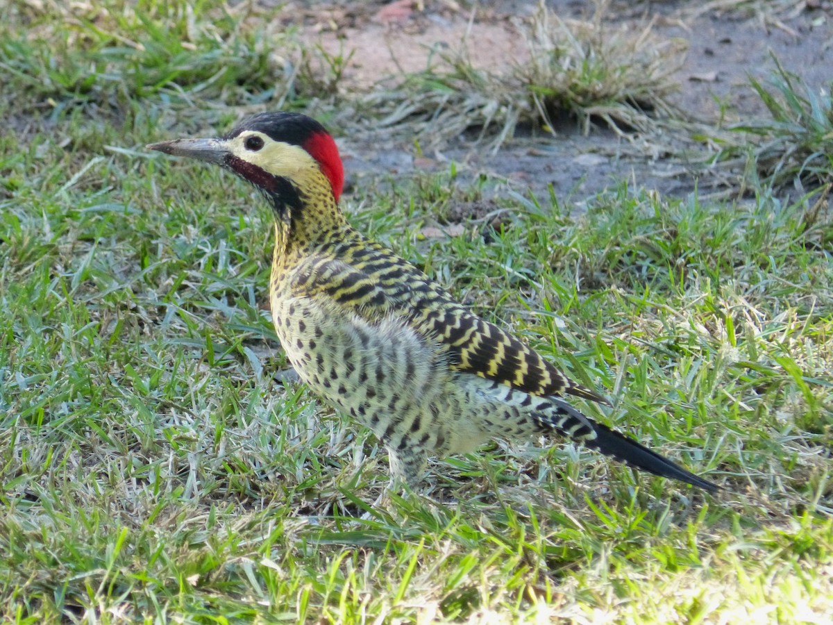 Green-barred Woodpecker - ML618190800