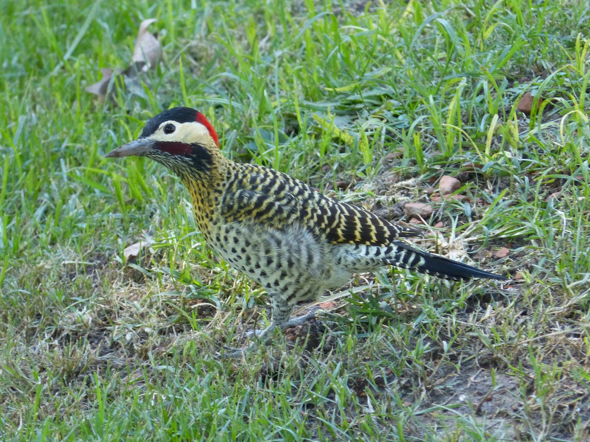 Green-barred Woodpecker - ML618190801