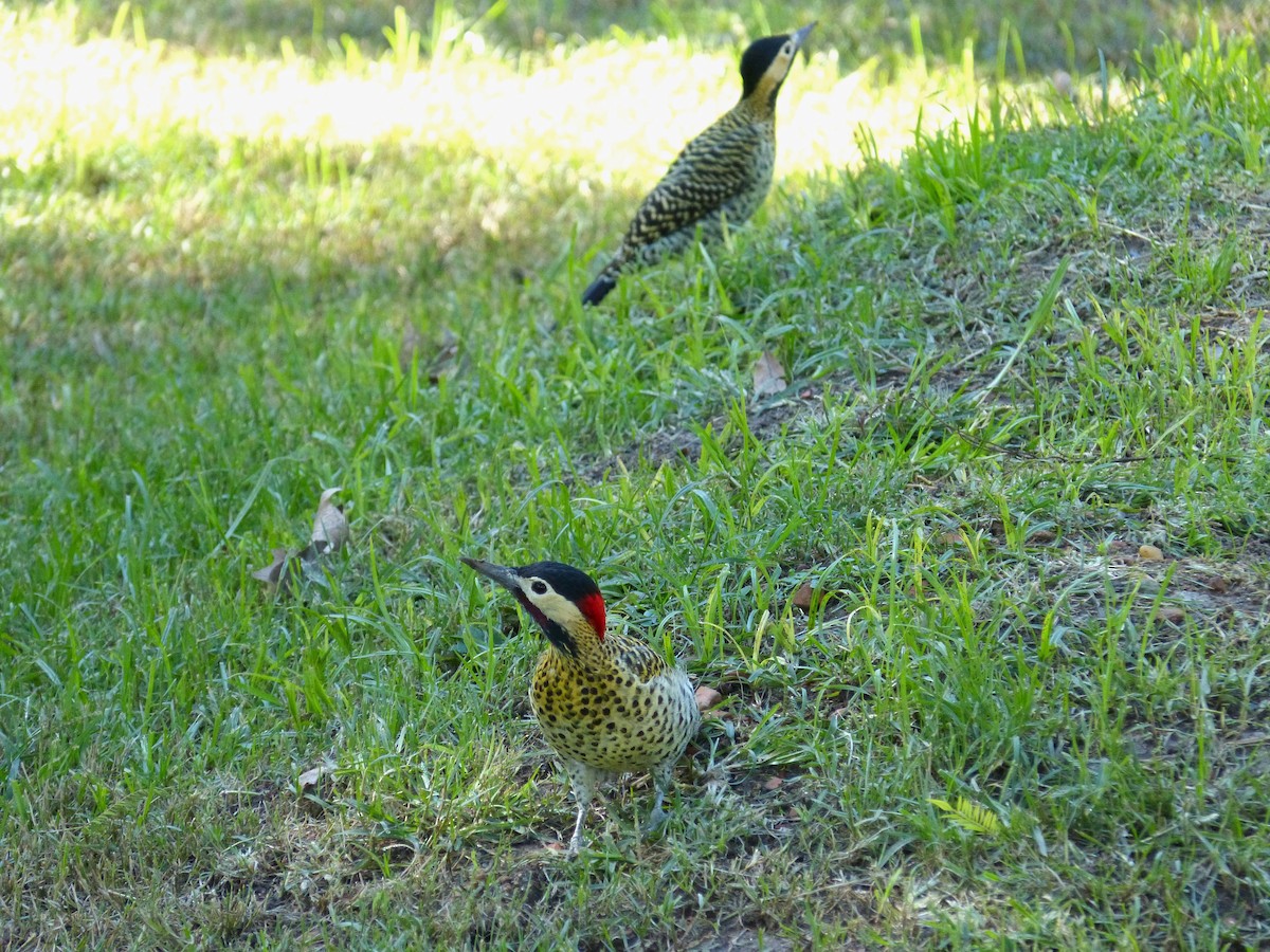 Green-barred Woodpecker - ML618190803