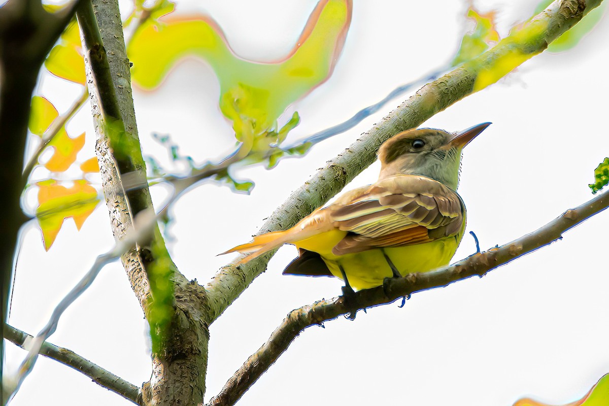 Great Crested Flycatcher - ML618190804