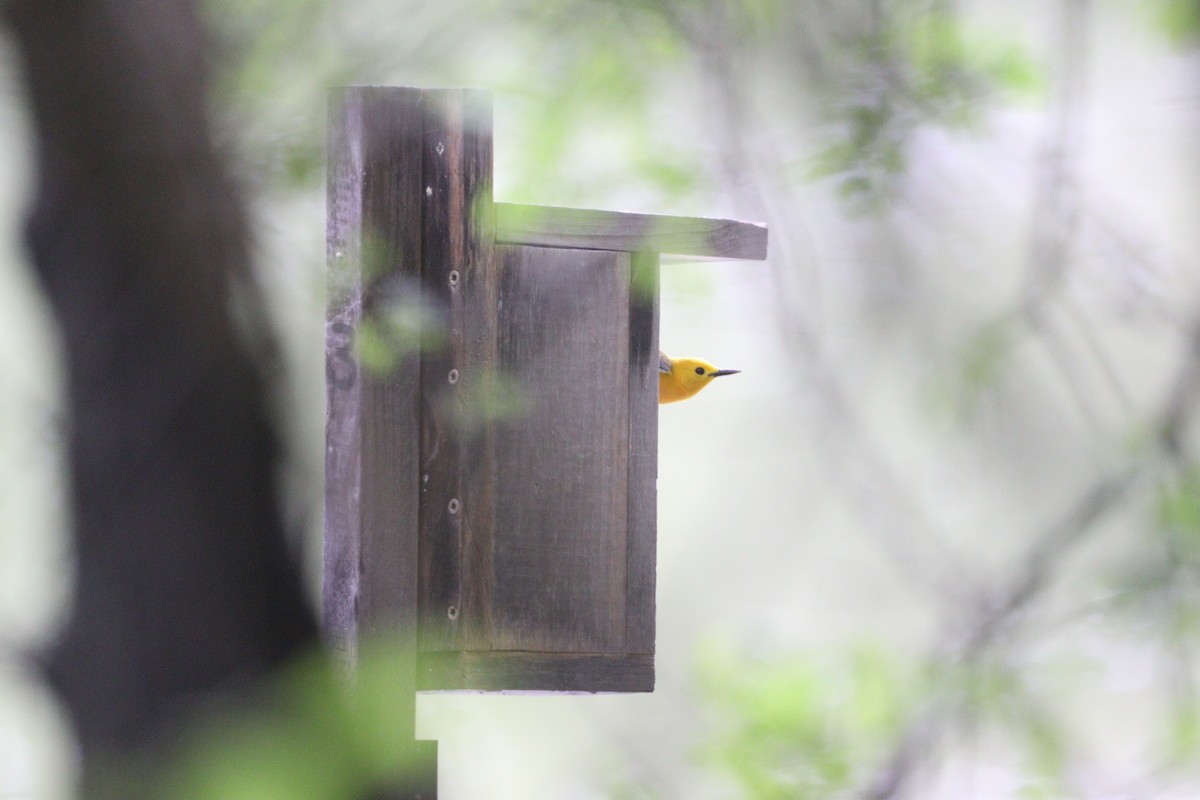 Prothonotary Warbler - Matthew Hixson
