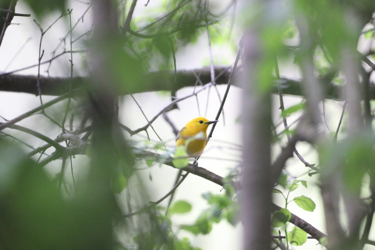 Prothonotary Warbler - ML618190814