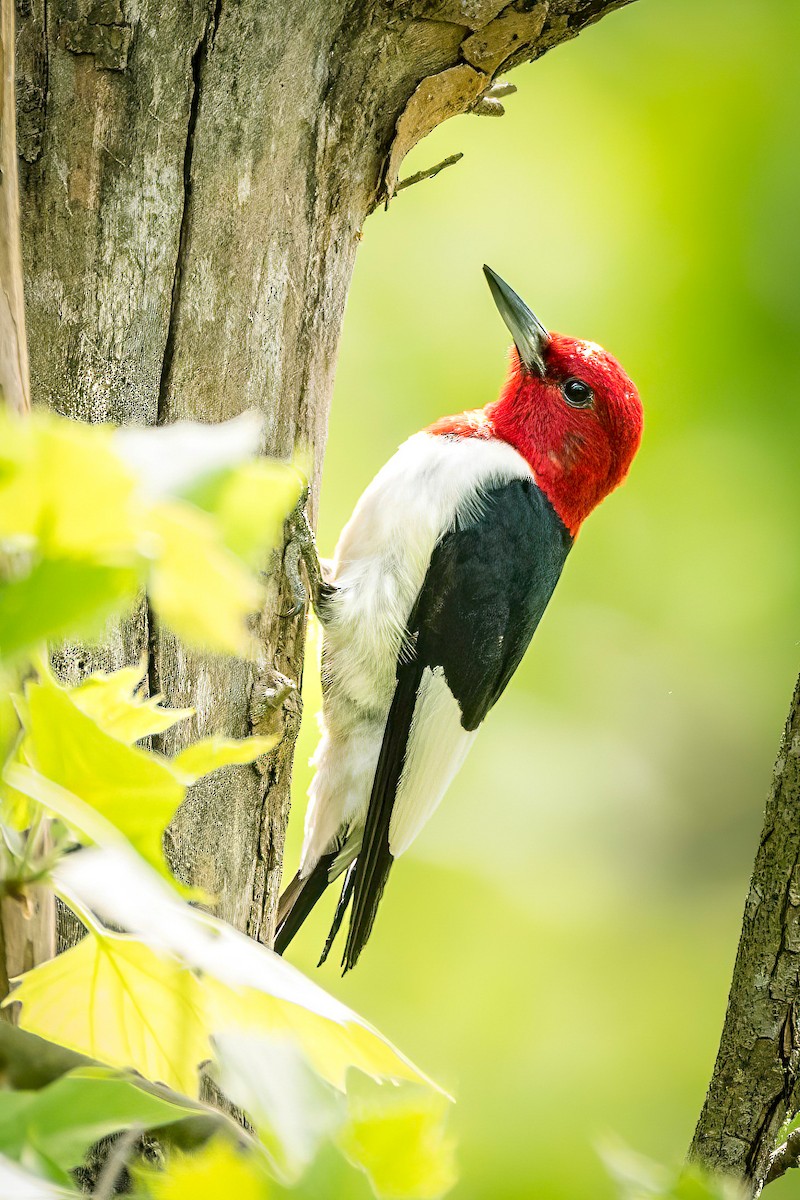 Red-headed Woodpecker - ML618190827
