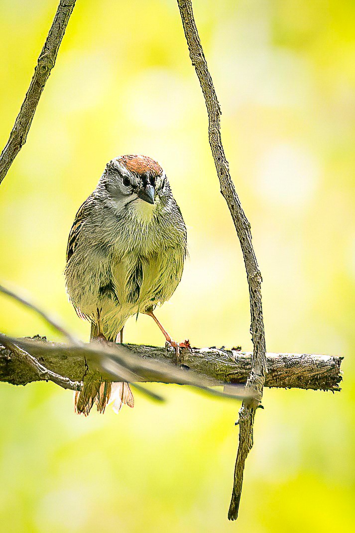Chipping Sparrow - ML618190846