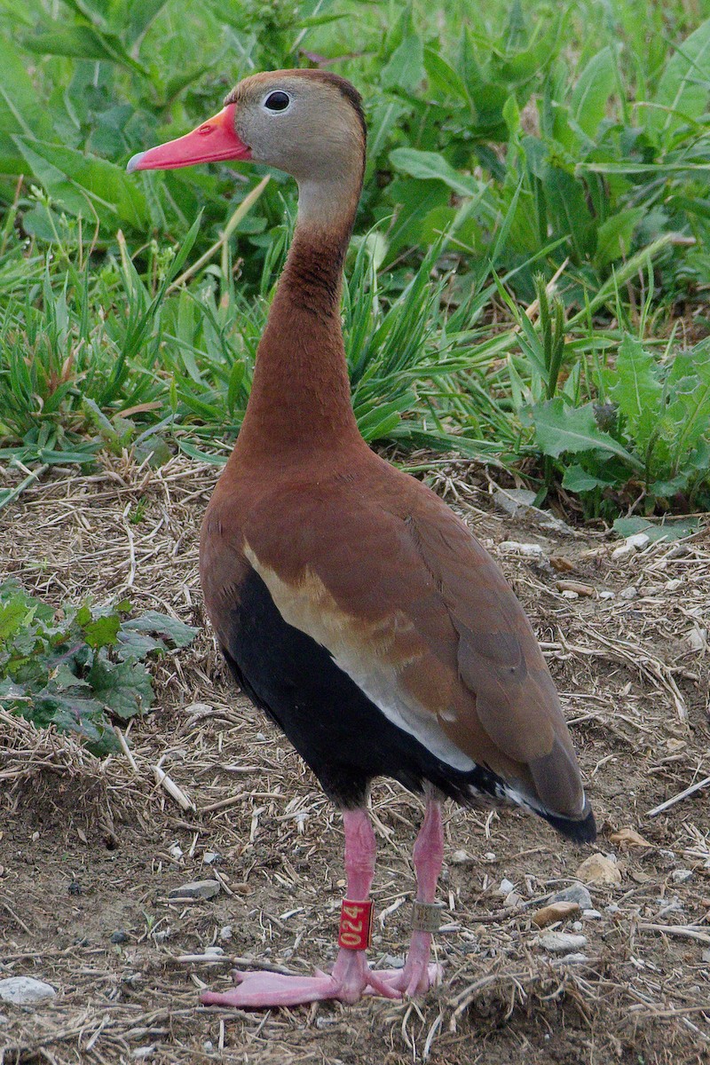 Black-bellied Whistling-Duck - Connor Robinson
