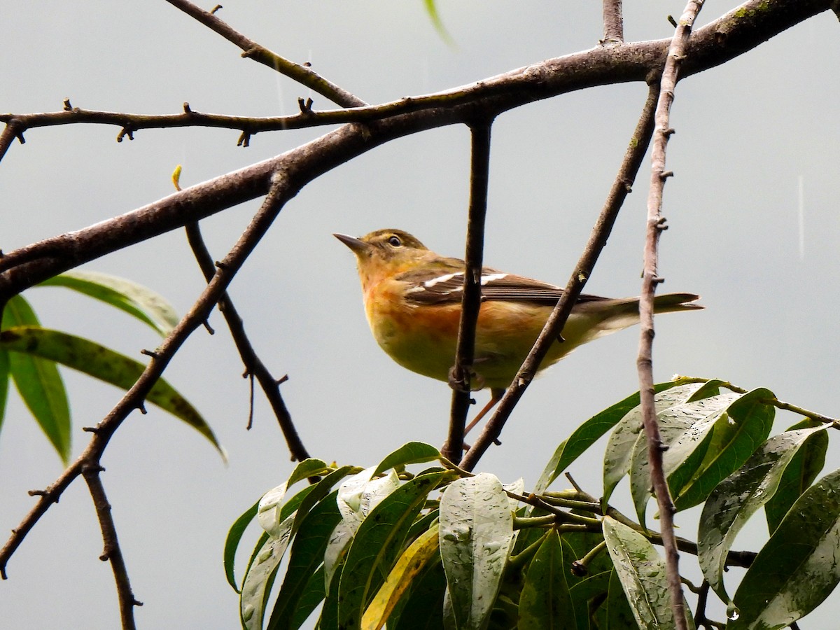 Bay-breasted Warbler - ML618190862