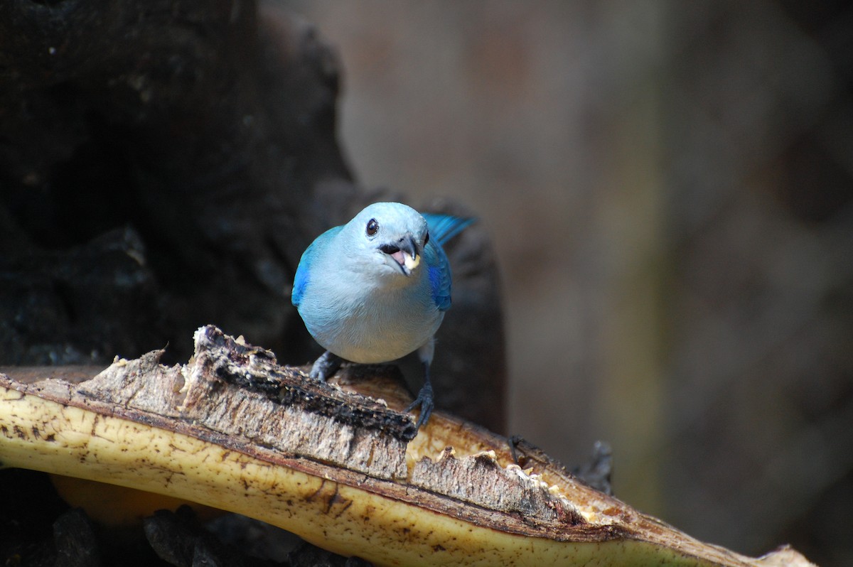 Blue-gray Tanager - ML618190885