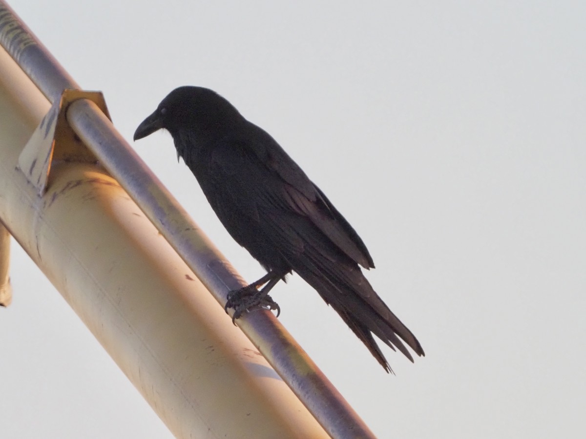 Common Raven - ML618190904