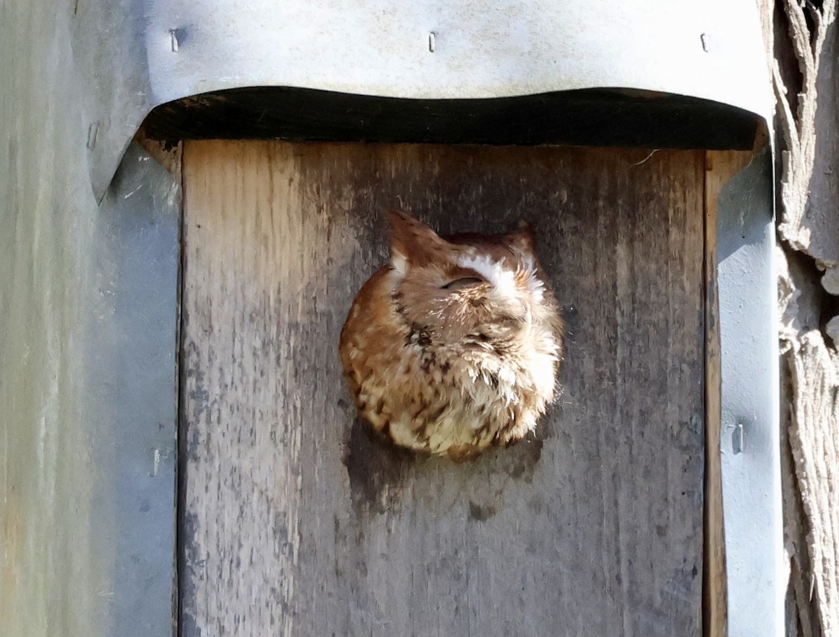 Eastern Screech-Owl - ML618190927