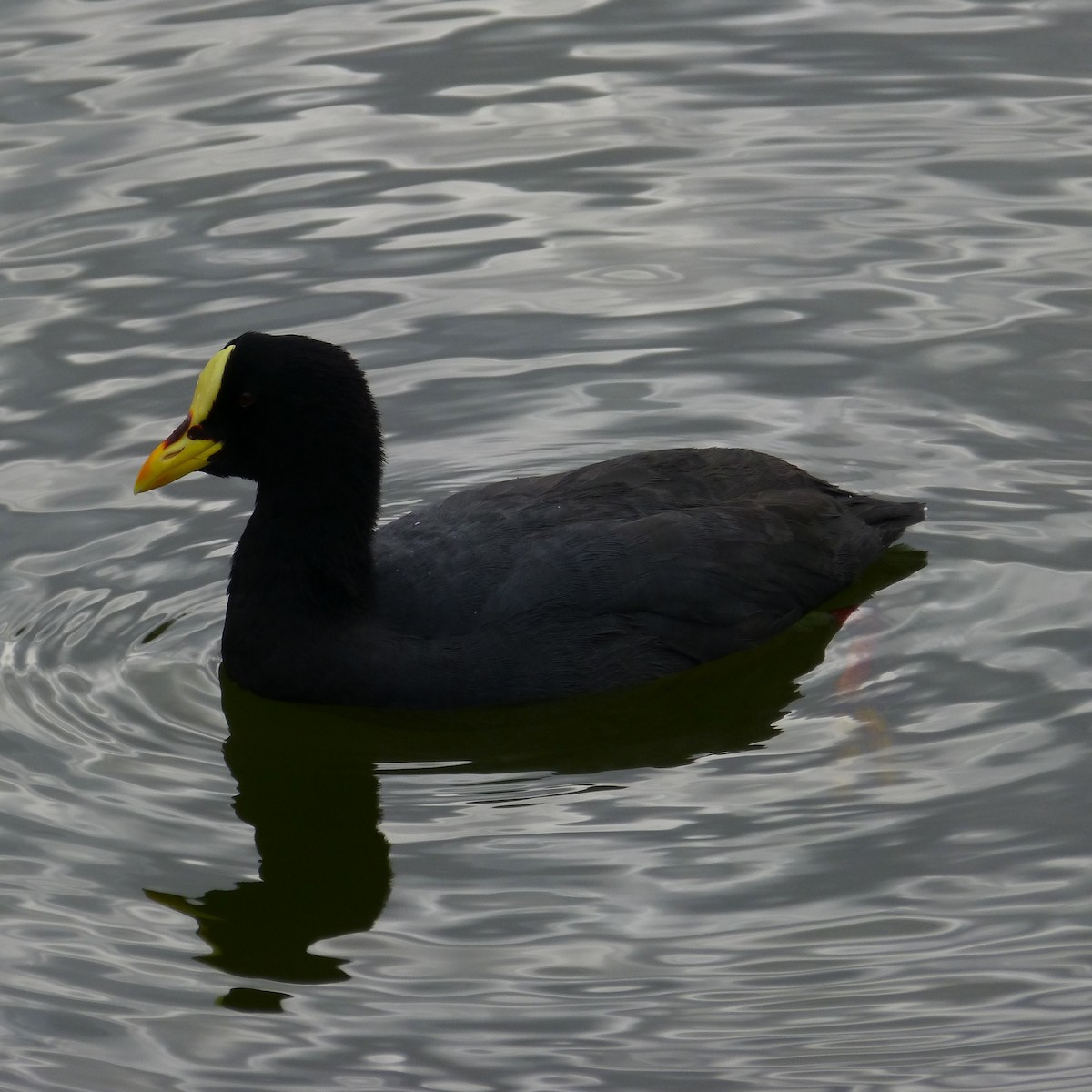 Red-gartered Coot - ML618190940