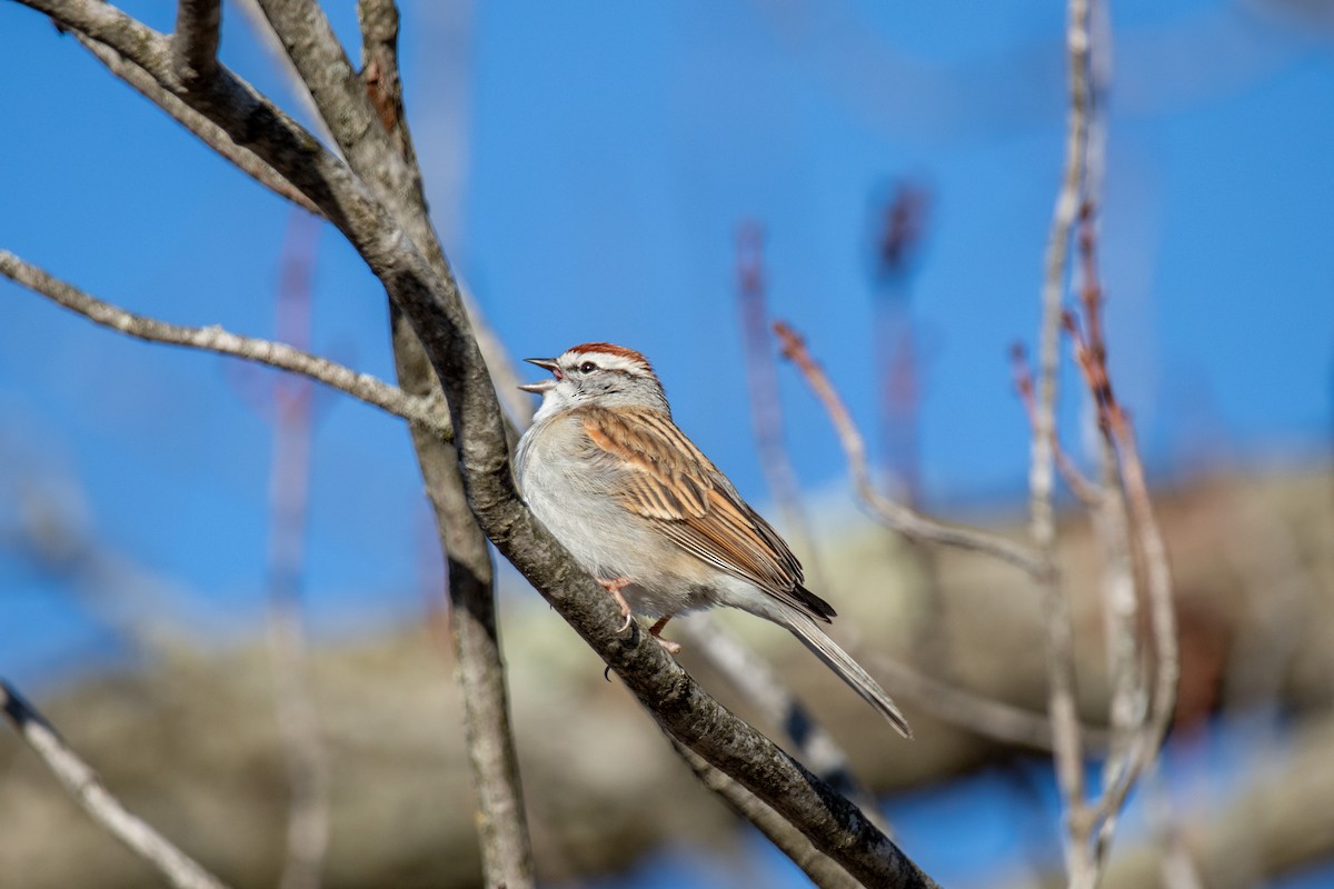 Chipping Sparrow - ML618190957