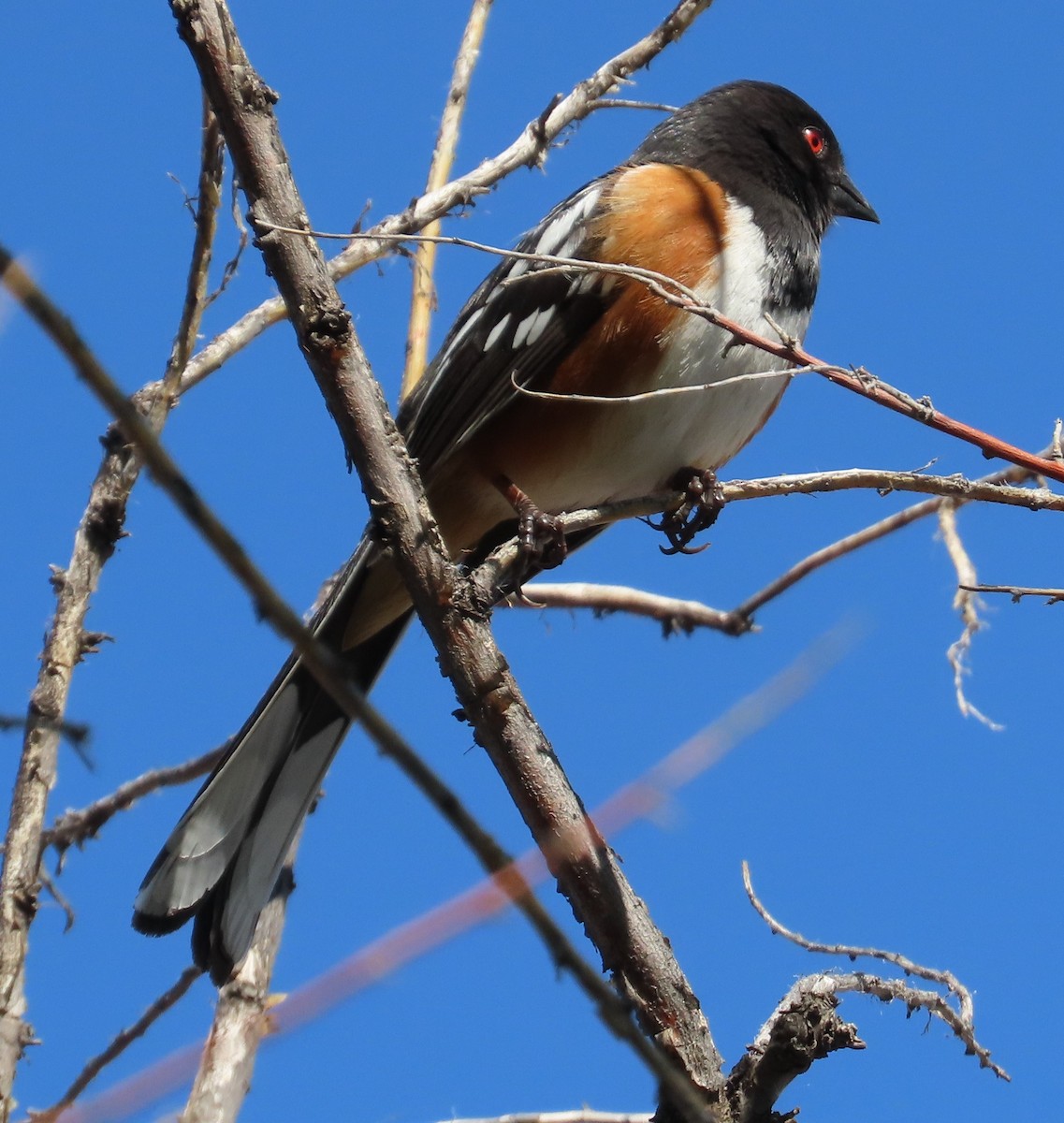 Spotted Towhee - ML618190964