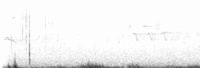 Светлобрюхий фиби - ML618190987
