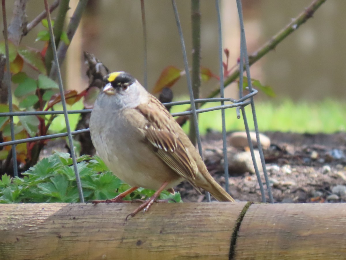 Golden-crowned Sparrow - ML618191004