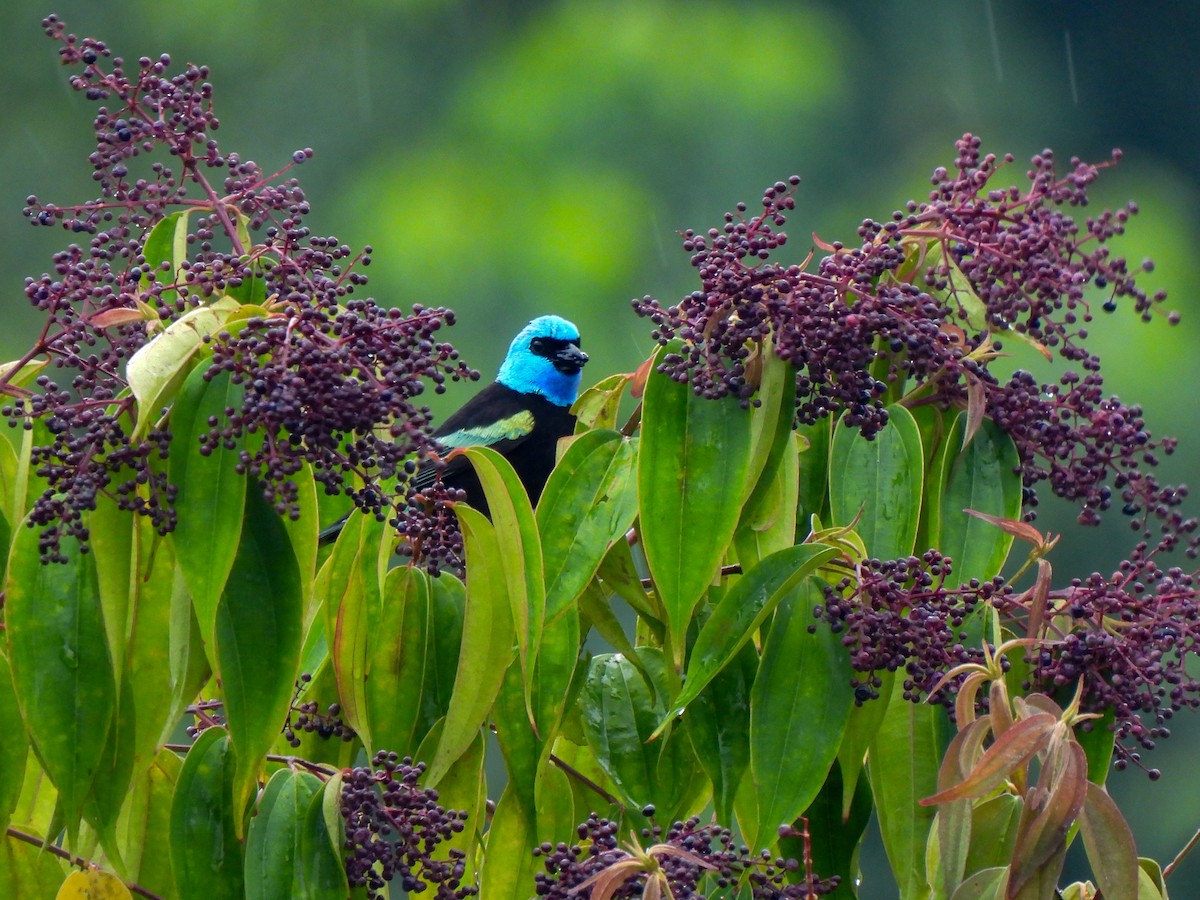 Blue-necked Tanager - ML618191010