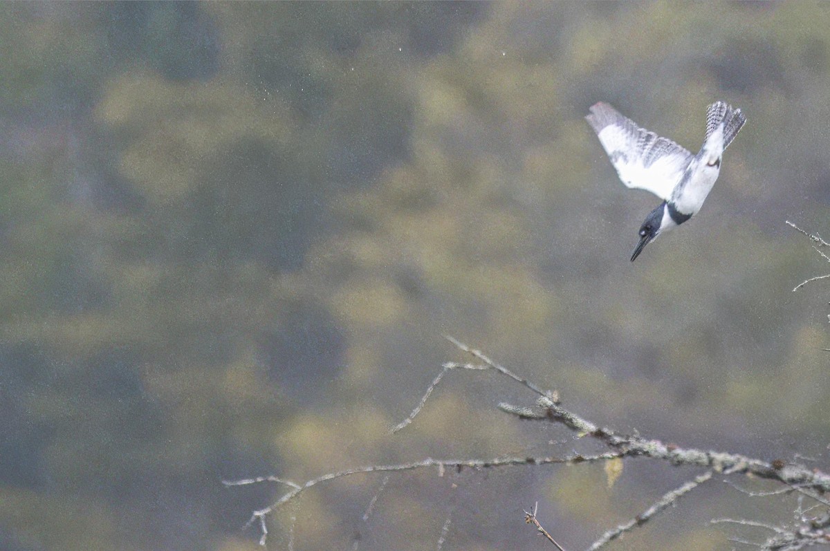 Belted Kingfisher - ML618191023