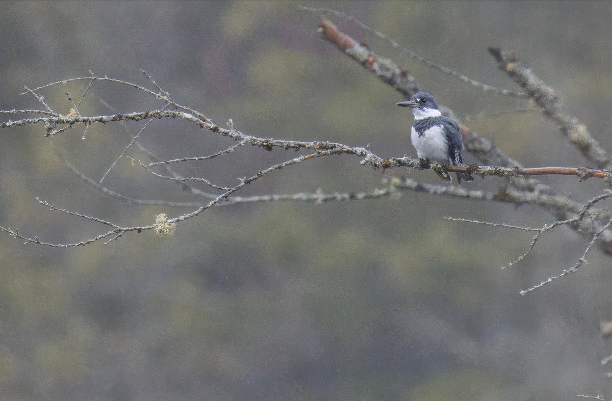 Belted Kingfisher - ML618191025