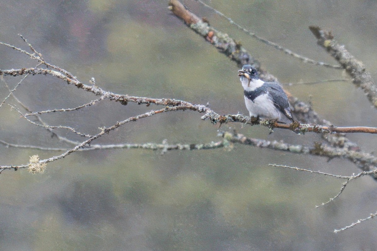 Belted Kingfisher - ML618191029